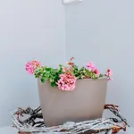 Ostria Акротири